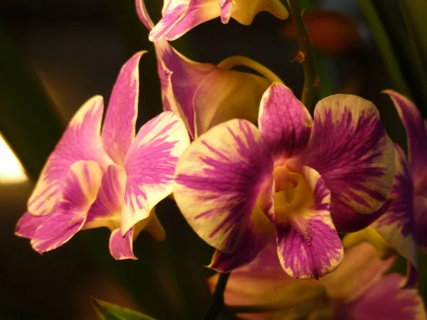 Фиолетовый Снимок Крупным Планом Желтыми Цветами Дендробиевой Орхидеи Выращенными Ботаническом — стоковое фото