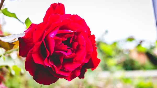 Een Close Focus Shot Van Een Mooie Rose Bloem — Stockfoto