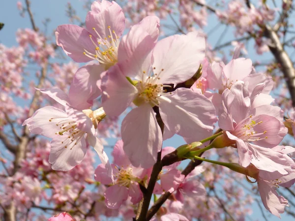 Egy Gyönyörű Cseresznyevirágzás Égbolton — Stock Fotó