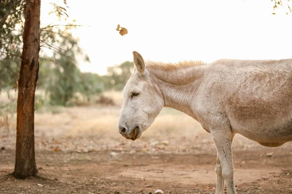Closeup Cute White Donkey — Stock Photo, Image