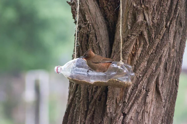 Futterstellen Und Tränken Für Vögel Aus Recycelten Plastikflaschen — Stockfoto