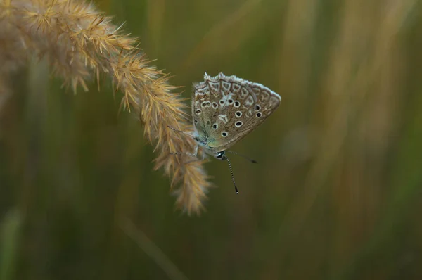 阿曼达蓝色蝴蝶的特写停在植物上 — 图库照片