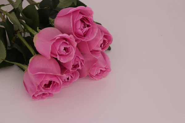 Een Bos Van Mooie Roze Rozen Een Wit Oppervlak — Stockfoto