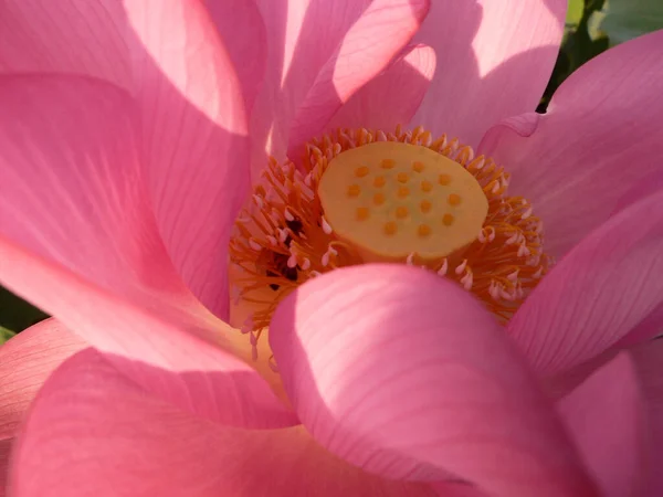一朵盛开的粉色荷花的特写镜头 — 图库照片