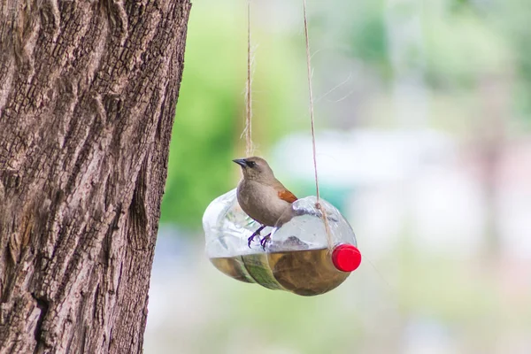 再生プラスチックボトルで作られた鳥のための飼料や飲料 — ストック写真