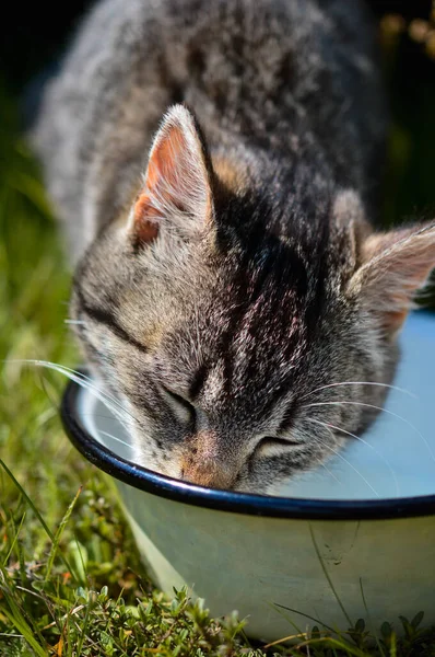 Egy Függőleges Felvétel Egy Macskáról Amint Vizet Iszik Egy Tálból — Stock Fotó