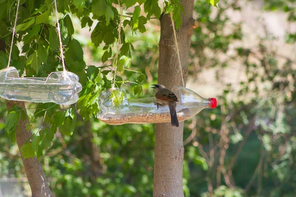 Futterstellen Und Tränken Für Vögel Aus Recycelten Plastikflaschen — Stockfoto