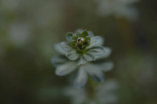 Une Mise Point Sélective Une Plante Verte Parfait Pour Papier — Photo