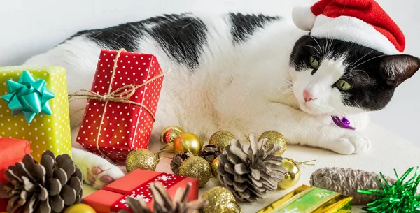 테이블에 장식이 크리스마스 클로스 모자와 흰색과 고양이의 클로즈업 — 스톡 사진