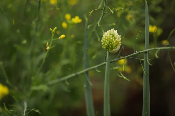 Een Selectieve Focus Shot Van Een Lelie Prei Groeiend Tuin — Stockfoto