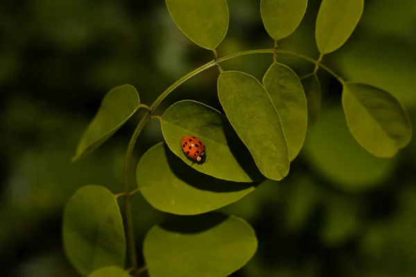 Tiro Foco Seletivo Uma Joaninha Folhas Verdes — Fotografia de Stock