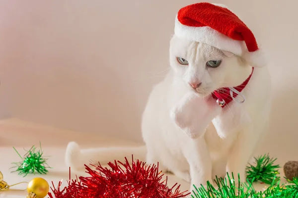 Noel Baba Şapkalı Masa Süsleri Takan Beyaz Bir Kedi Resmi — Stok fotoğraf