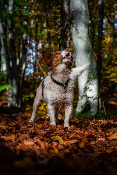 Disparo Vertical Perro Border Collie Bosque Otoñal —  Fotos de Stock