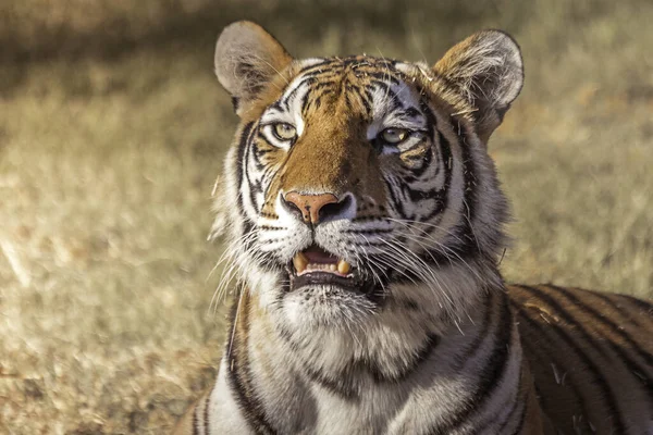 Eine Nahaufnahme Eines Niedlichen Bengalischen Tigers — Stockfoto