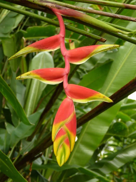 Colpo Verticale Fiore Heliconia Che Cresce Nel Giardino — Foto Stock