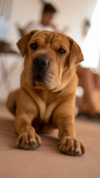 Egy Aranyos Barna Boerboel Kutya Fekszik Földön — Stock Fotó