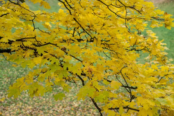 Крупним Планом Жовте Осіннє Листя Гілках Дерев Текстура Шпалер Або — стокове фото