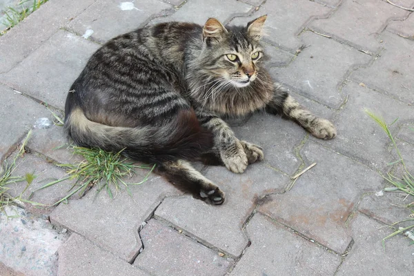 Sokakta Oturan Tüylü Bir Kedinin Yüksek Açılı Görüntüsü — Stok fotoğraf