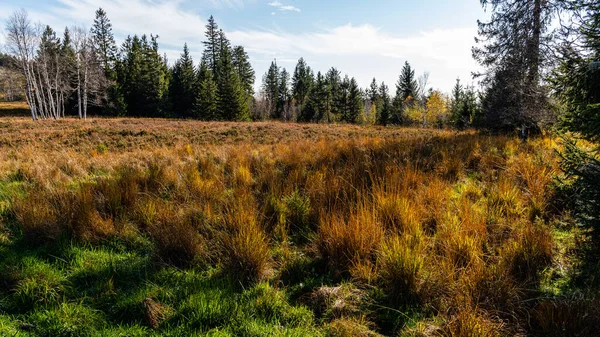 Een Prachtig Herfstlandschap Het Zwarte Woud Duitsland — Stockfoto