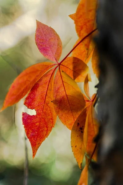 枝に垂直な秋の葉のショット — ストック写真