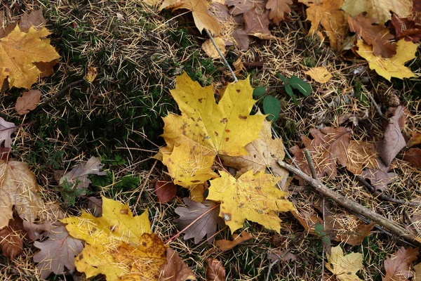 Een Top Uitzicht Van Esdoorn Bladeren Het Gras Herfst — Stockfoto