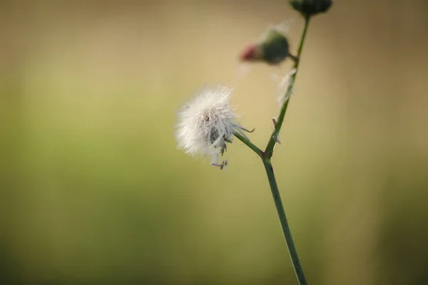 Closeup Selective Focus Shot Common Dandelion — Stock Photo, Image