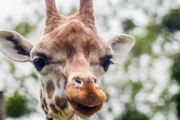 Egy Közeli Kép Egy Aranyos Zsiráffejről Homályos Háttérrel — Stock Fotó