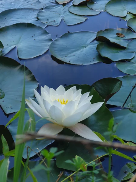 Высокоугольный Снимок Белого Цветка Лотоса Отражающем Пруду — стоковое фото