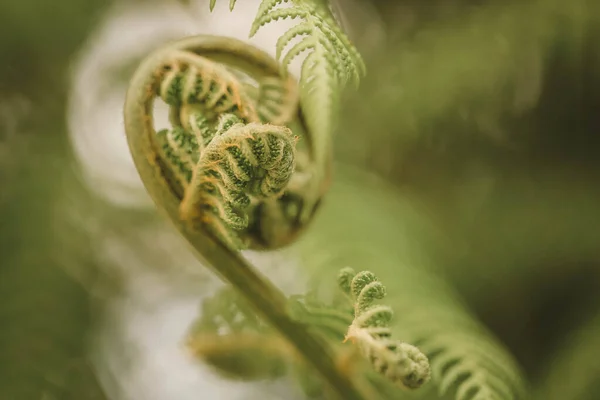 Una Toma Selectiva Del Foco Planta Verde Del Helecho —  Fotos de Stock