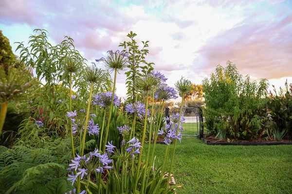 Primer Plano Flores Agapanto Azul Jardín — Foto de Stock