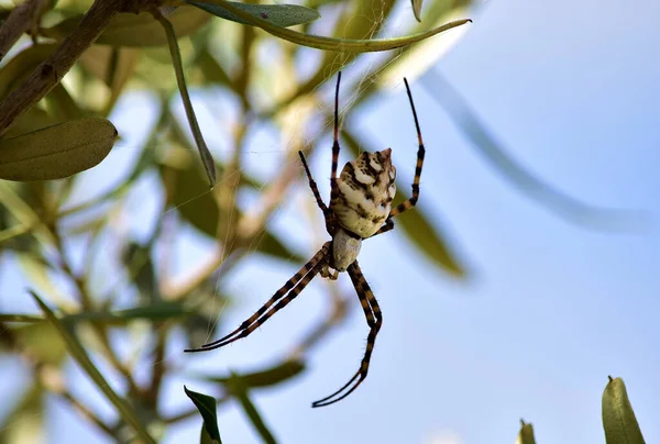 Uno Scatto Selettivo Lobed Argiope Spider Ramo Ulivo — Foto Stock