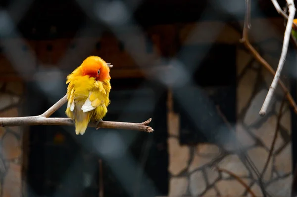 一只黄鸟栖息在树枝上的特写镜头 — 图库照片