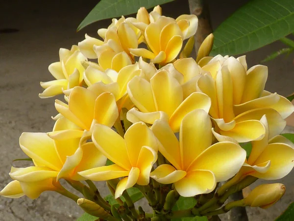 Gros Plan Plumeria Blunts Jaunes Poussant Dans Jardin — Photo