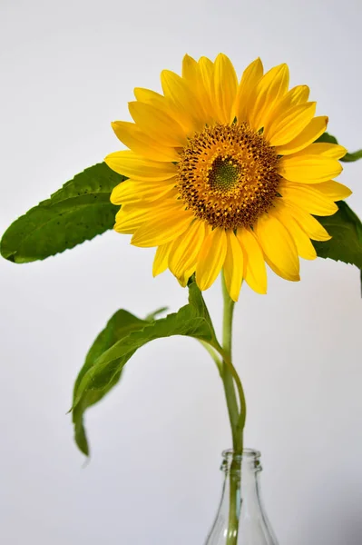 Eine Nahaufnahme Einer Hellen Sonnenblume Einer Glasflasche Isoliert Auf Dem — Stockfoto