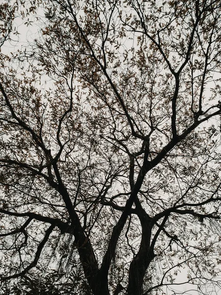 木の枝の垂直方向の低角度ショット — ストック写真