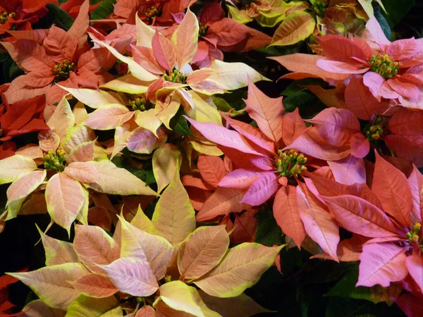 Botanik Bahçesinde Yetişen Güzel Noel Çiçeklerinin Yakın Çekimi — Stok fotoğraf