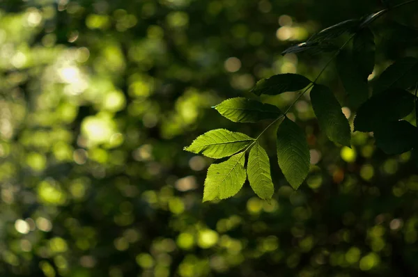 stock image A selective focus shot of lush green foliage on the trees, texture for wallpaper or background