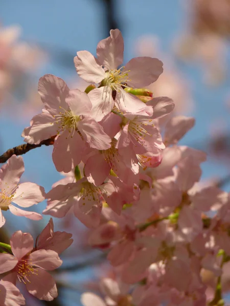 樱花的精选焦点镜头 — 图库照片