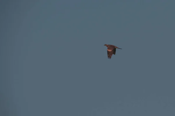 Tiro Ángulo Bajo Pájaro Bajo Cielo Azul —  Fotos de Stock