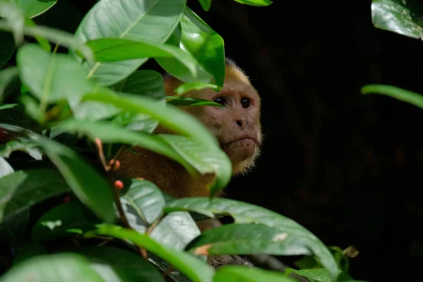 Enfoque Selectivo Capuchinos Garganta Blanca Detrás Las Hojas Costa Rica —  Fotos de Stock