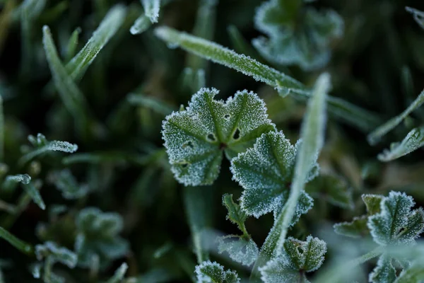 Detailní Záběr Mrazivé Trávy — Stock fotografie