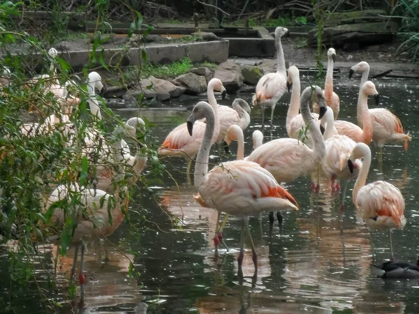 Castelli Buenos Aires Province Argentina Sep 2015 Flock Flamingos Flaminglets — стокове фото