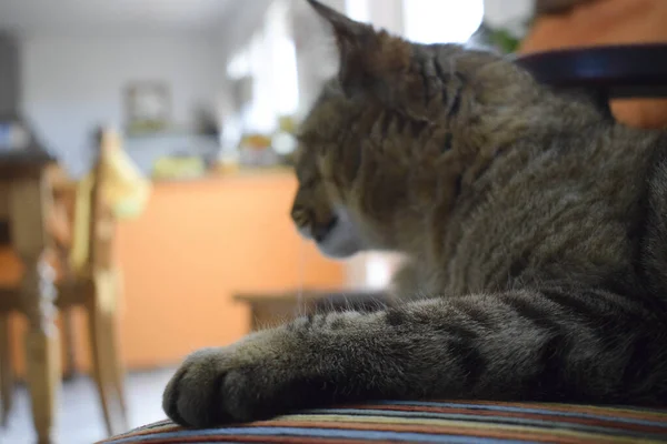 Uno Scatto Selettivo Adorabile Gatto Sdraiato Nel Cuscino — Foto Stock