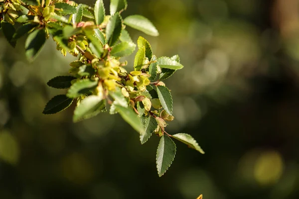 Een Close Shot Van Boom Loof — Stockfoto