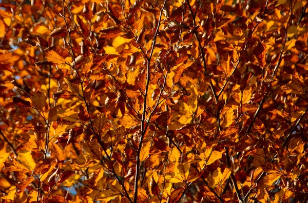 Rami Degli Alberi Con Foglie Oro Autunno — Foto Stock