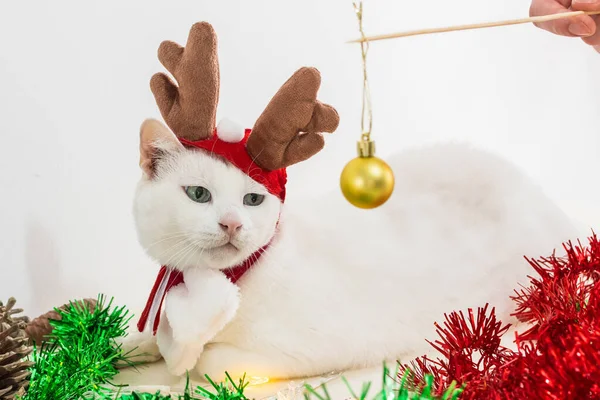 Detailní Záběr Bílé Kočky Vánoční Losí Rohy Ornamenty Stole — Stock fotografie