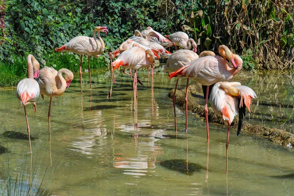 Die Weißen Chilenischen Flamingos Einem Flachen Wasser — Stockfoto