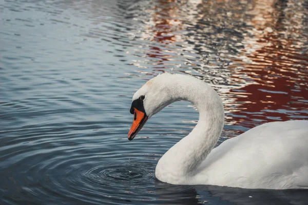 Una Hermosa Vista Elegante Cisne Flotando Tranquilo Lago — Foto de Stock