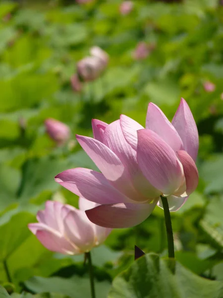Vertical Shot Pink Lotus Flower Its Full Bloom Spring — стоковое фото