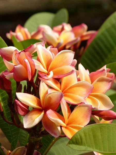 Eine Nahaufnahme Von Bunten Plumeria Stumpft Wächst Garten — Stockfoto